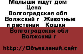 Малыши ищут дом › Цена ­ 1 - Волгоградская обл., Волжский г. Животные и растения » Кошки   . Волгоградская обл.,Волжский г.